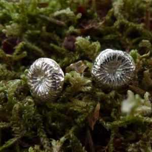 Fossil earrings